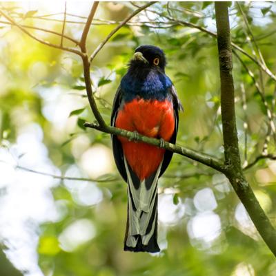 Rare Endemic Bird Safari