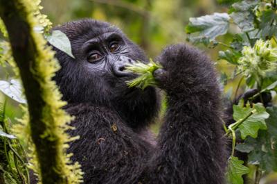 Mountain Gorilla Trekking