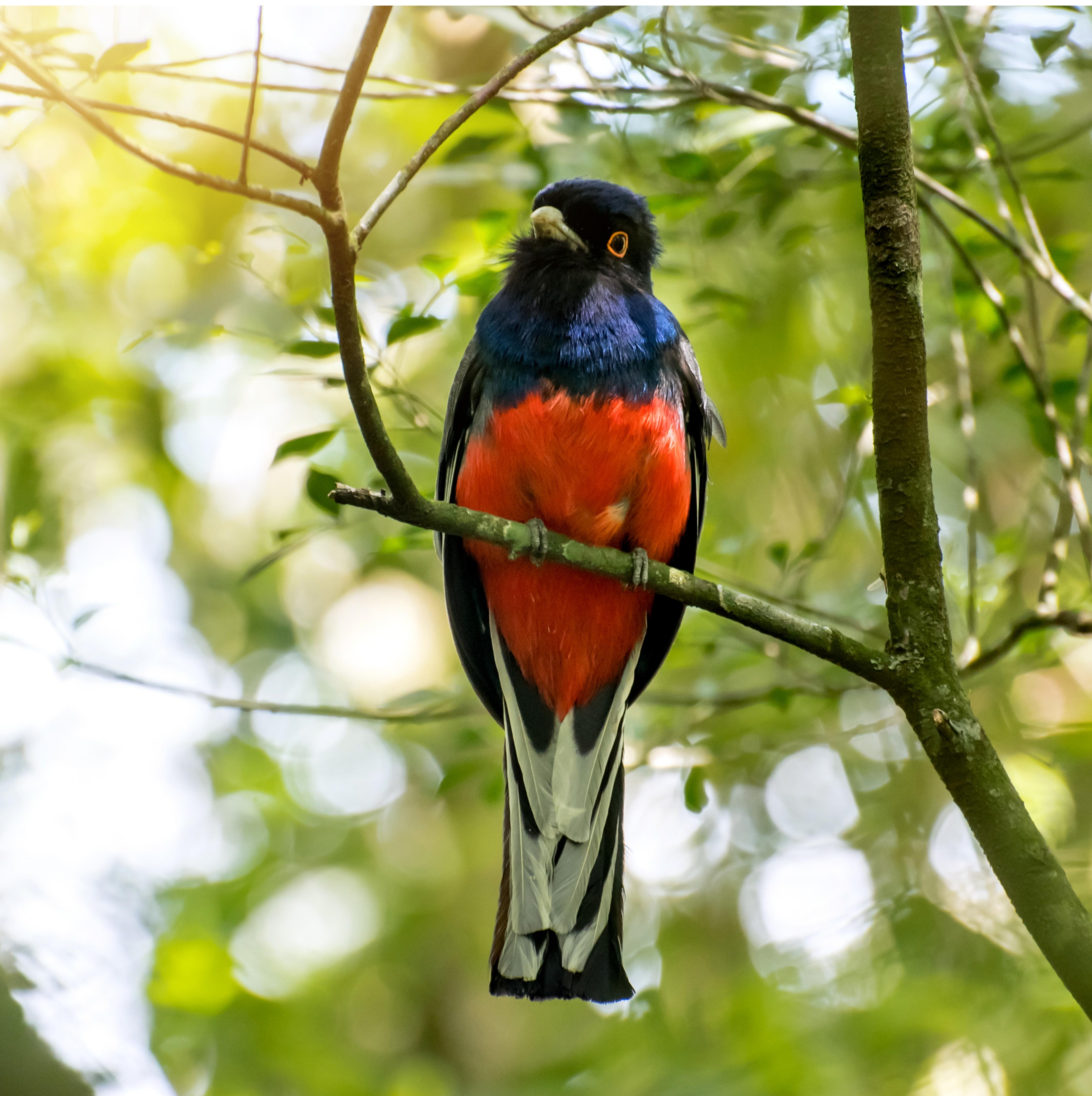 Rare Endemic Bird Safari