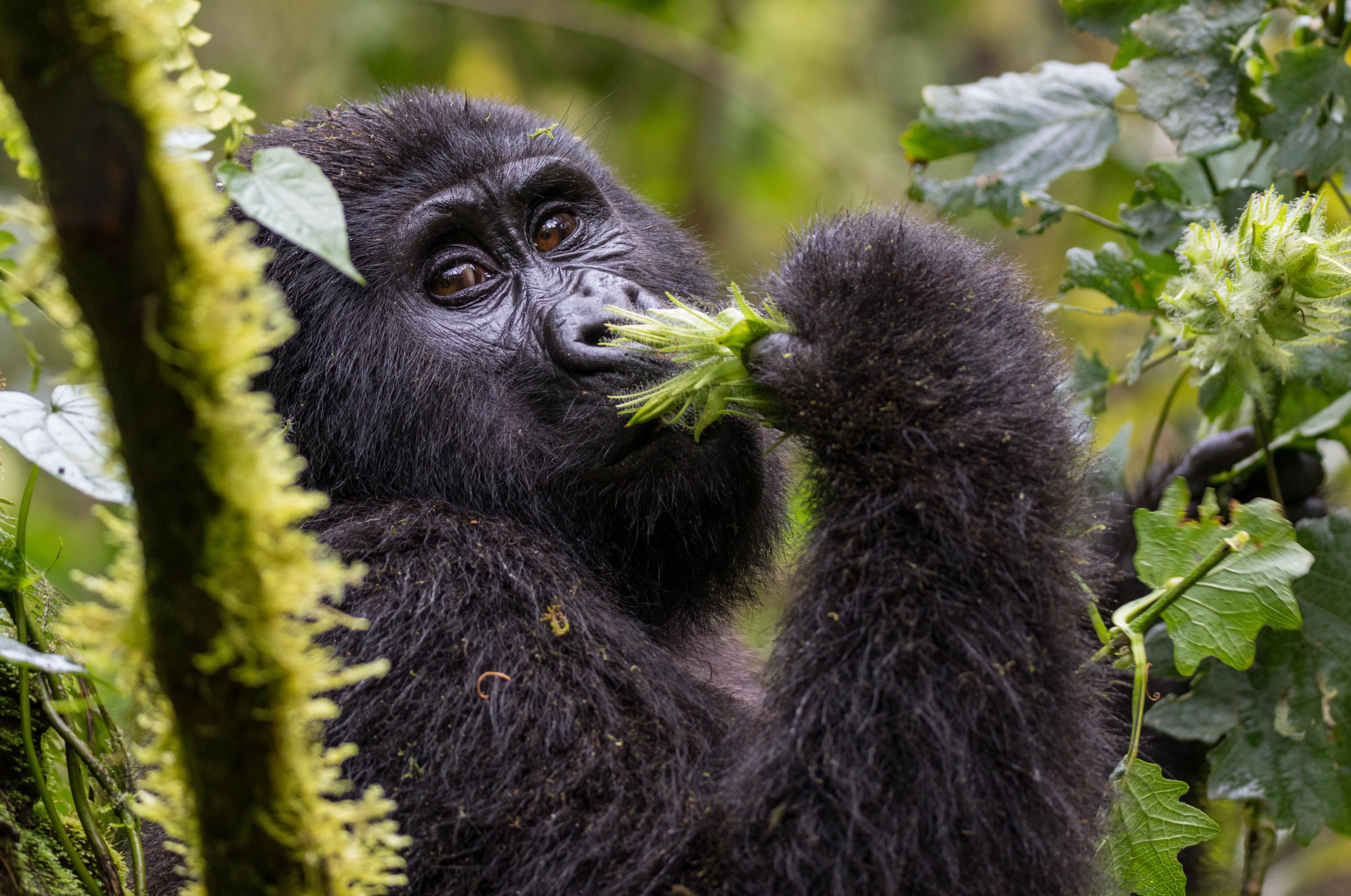 Mountain Gorilla Trekking