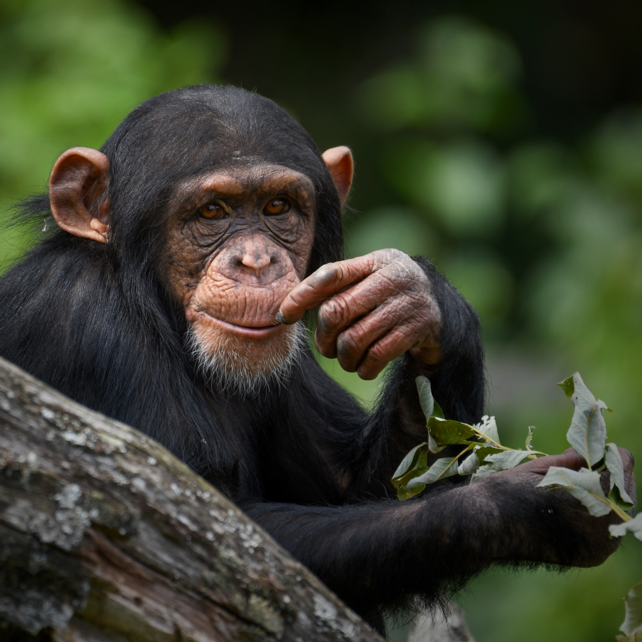 Chimpanzee Trekking