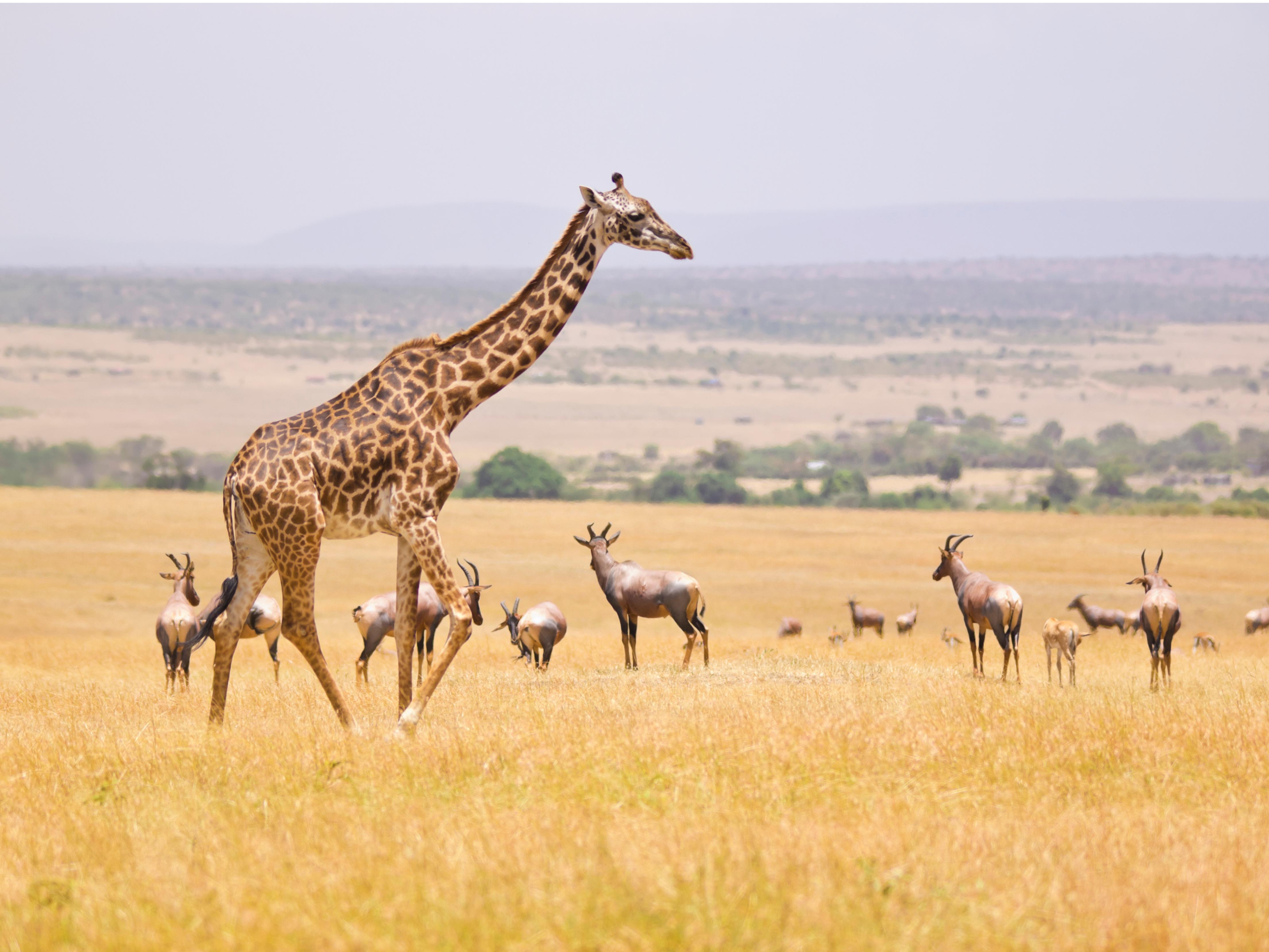 Kenya Wildlife