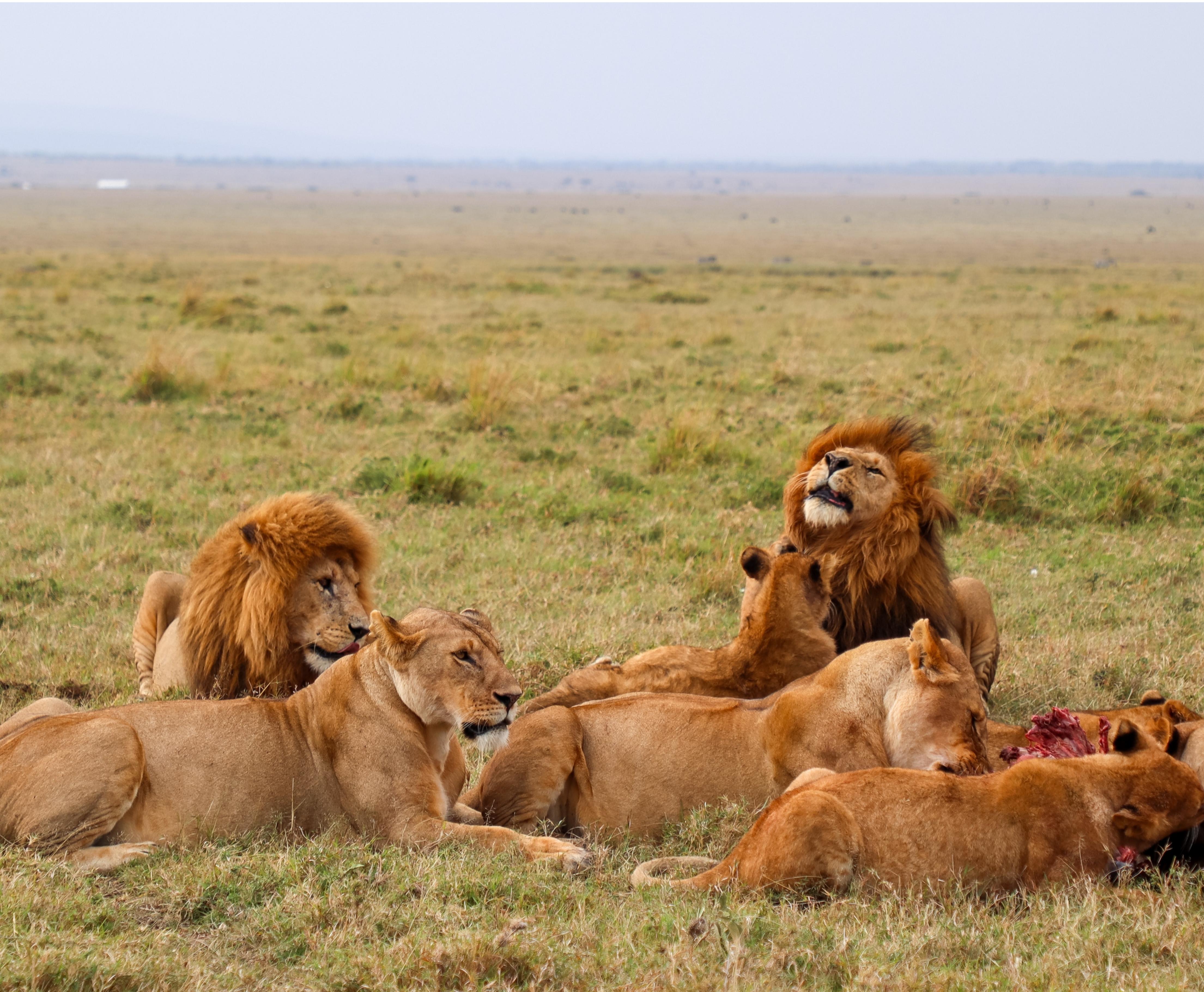 Savannah Lions