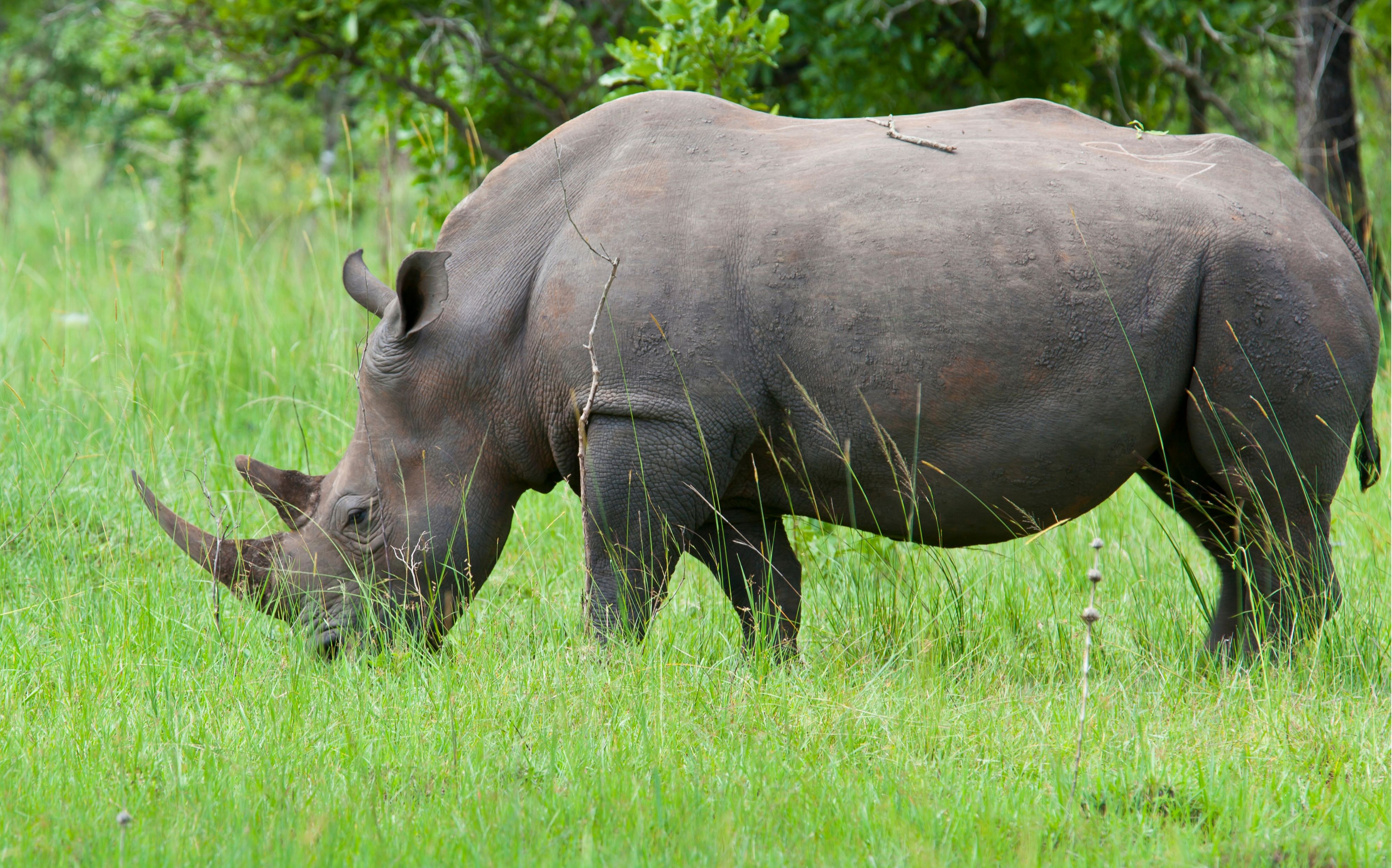 Rhino Tracking