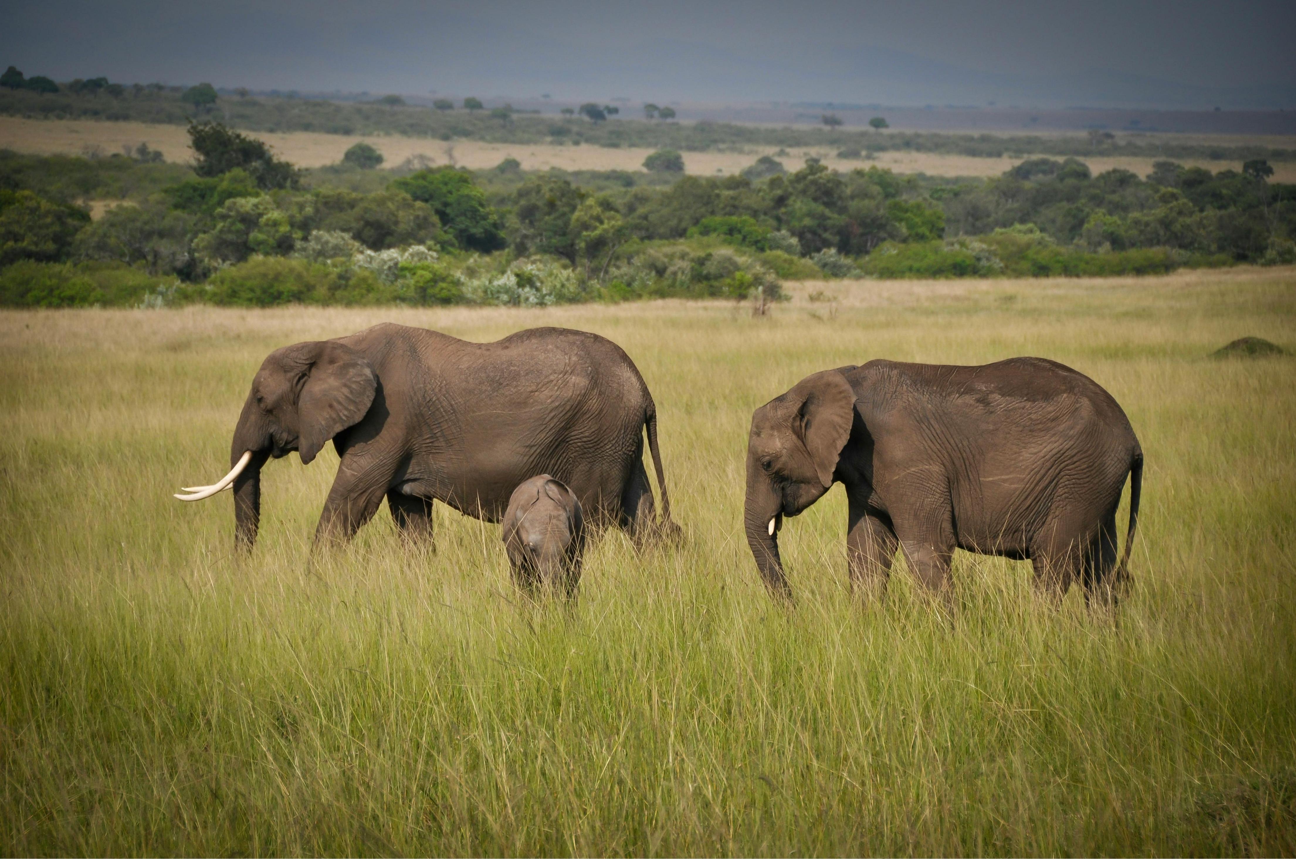 Tanzania Plains