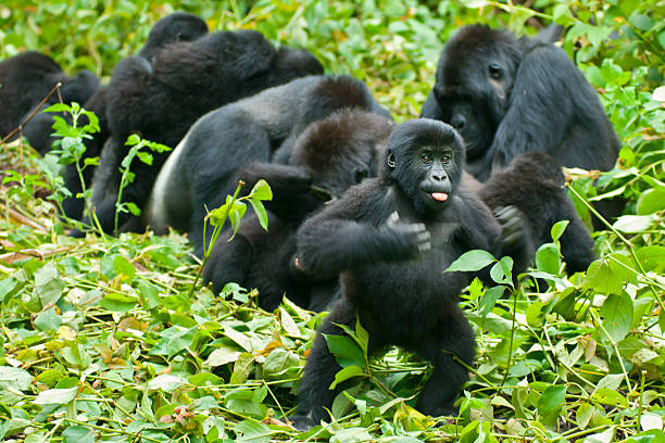 What you need to know about Bwindi impenetrable national park