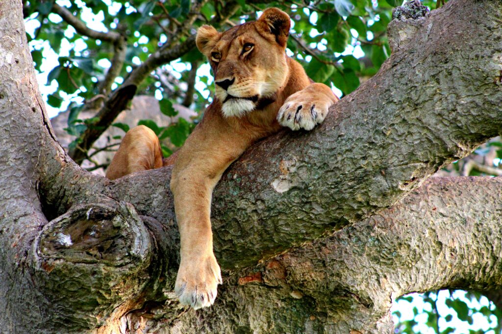 The Ishasha tree climbing lions: A Rare Wildlife Encounter in Queen Elizabeth National Park