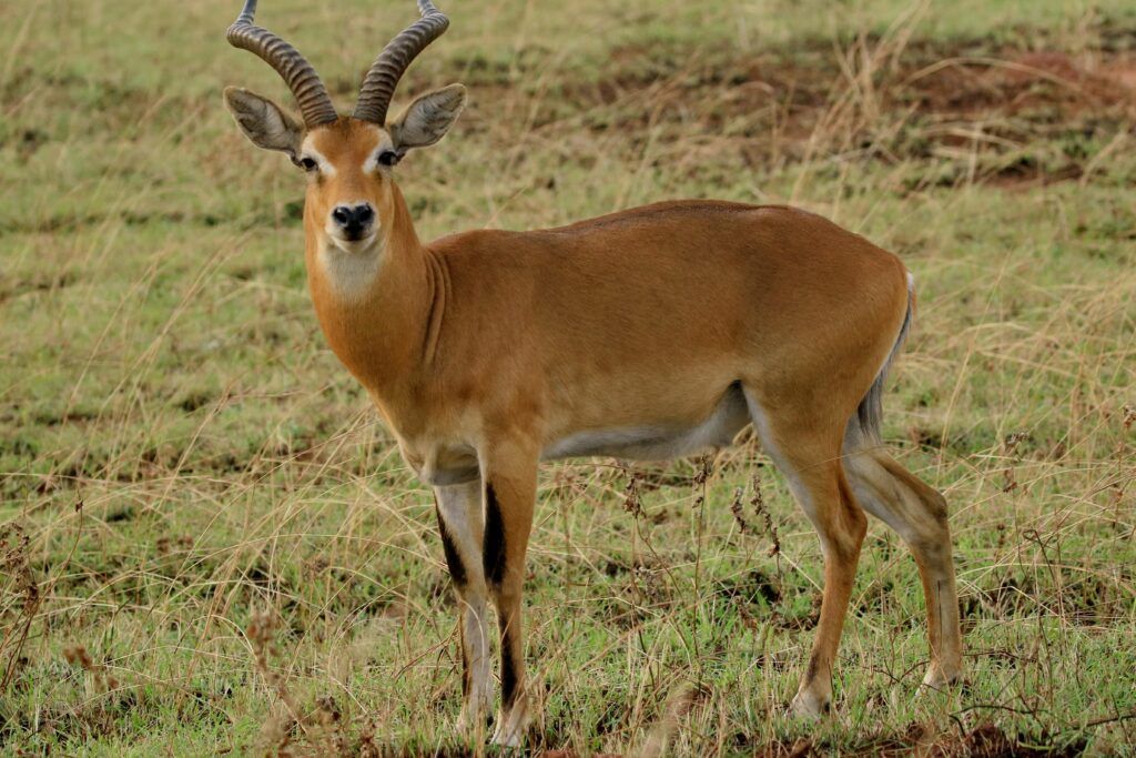 Lake Mburo national park; The Whispers of the world wild